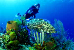 Diving at Cham Island